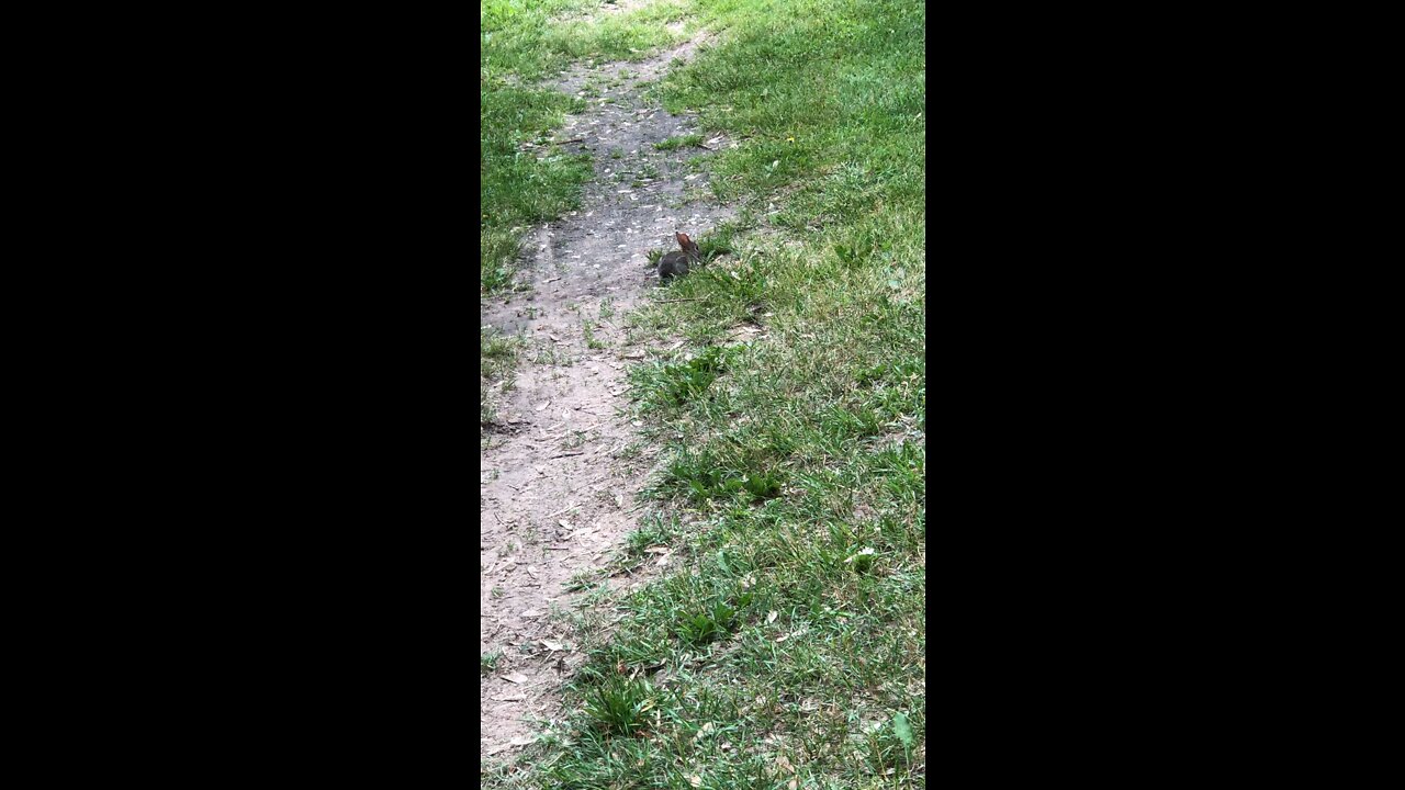 Bunny on the trail