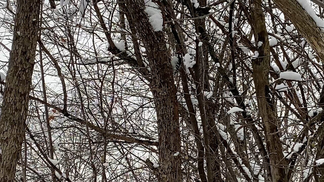 Hairy Wood Pecker pecking away