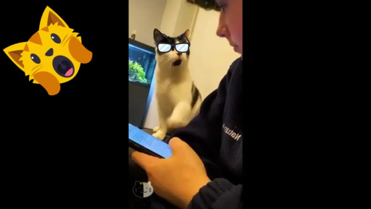 Best Funniest Pet Videos - Best Funny Animal Videos Compilation! #4