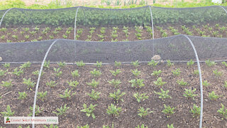 Shade Cloth Protection For Summer Transplants