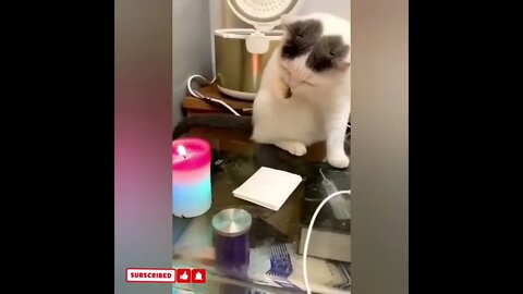 cute cat videos 😹 funny videos 😂1729