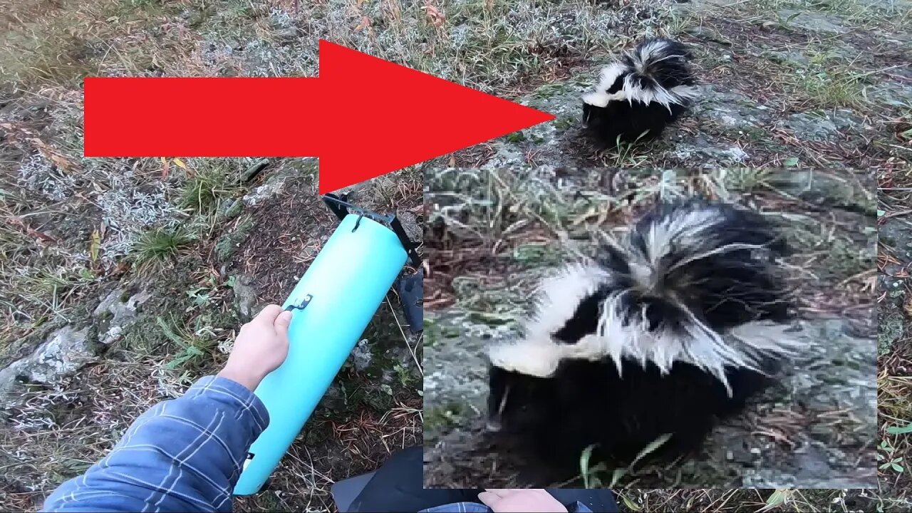 Skunk Relocation! Our New Friend Gets A New Home
