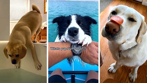Funny dog videos 2023
