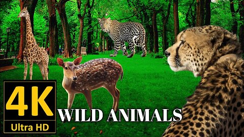 Wild Animals Collection In 4k