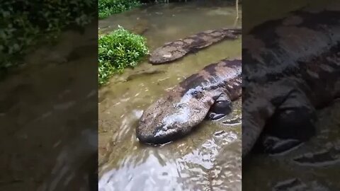 Giant Salamanders, China, up to 5 feet long