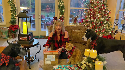Pets have fun opening their Christmas gifts