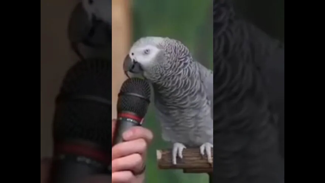 Parrot Bird talking #shorts