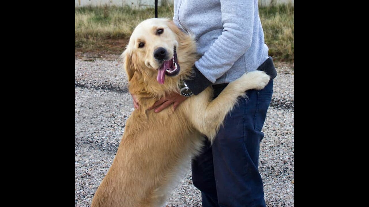 How To Stop Dog Jumping today