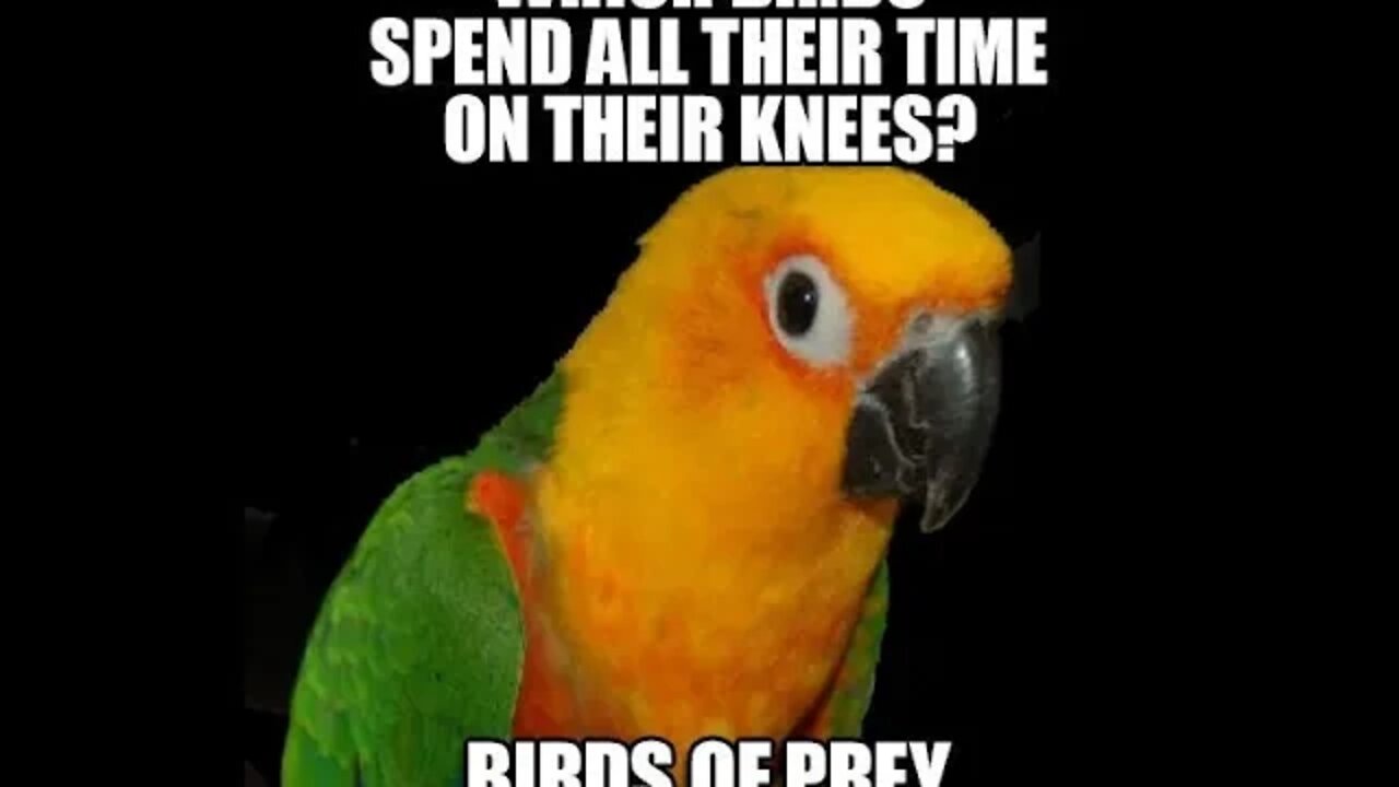 Birds of Prey will fail | This is why