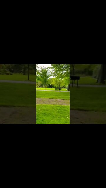 Beautiful green plants in a garden