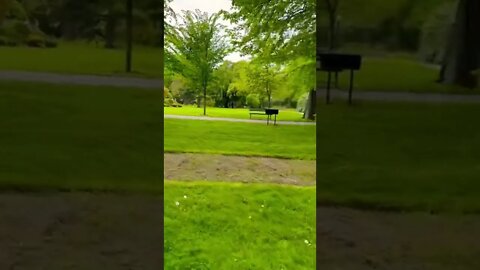 Beautiful green plants in a garden