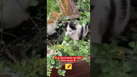 cute cat videos 😹funny videos 😂1309😻#shorts #catvideos #funnycatsvideos #cat