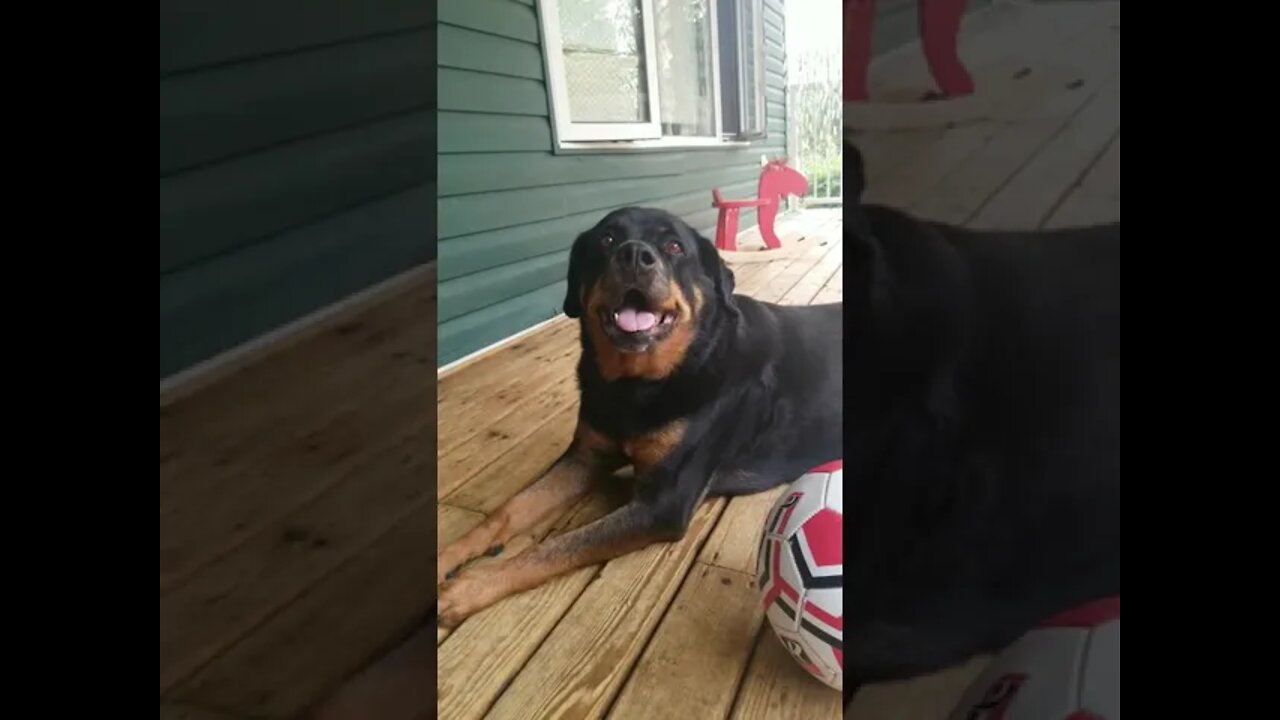 Happy Rottweiler#Shorts #rottweiler๐๐๐๐