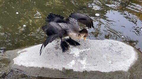 Cormorants closeups