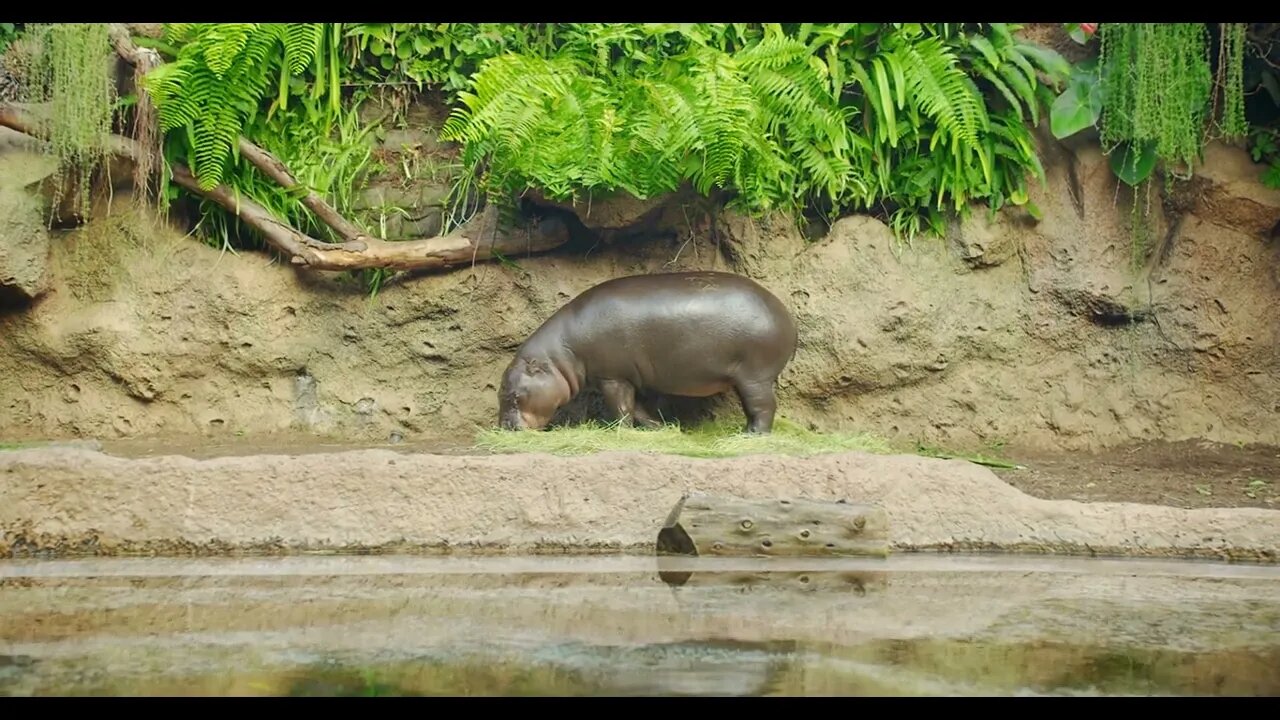 Pygmy hippopotamus near water - Hexaprotodon liberiensis. Liberian Hippo