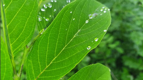 After the rain | beautiful rainy season clip |SATISFYING MUSIC |RELAX THE SOUL