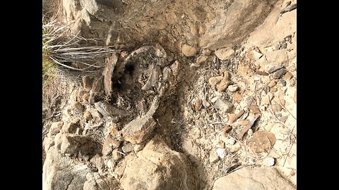 A fossilized tree limb in West Texas clif side