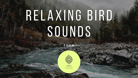 •| Relaxing bird sounds |•