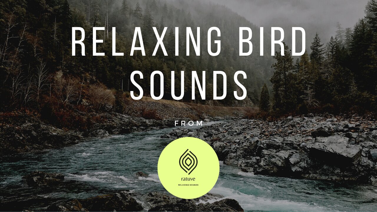 •| Relaxing bird sounds |•