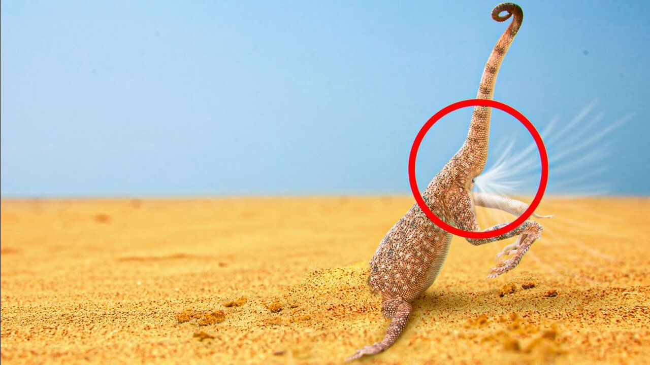 How Can Butt-Breathing Animals Save You From COVID-19?