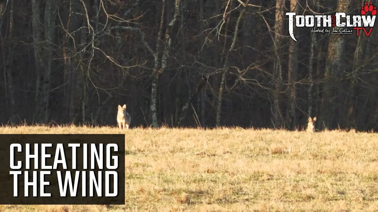 Cheating The Wind - Coyote Hunting