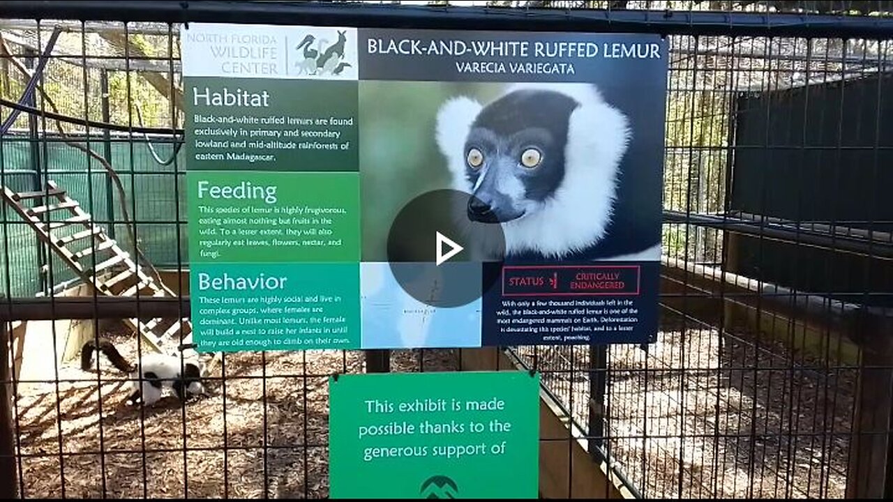 LISTEN to the World's 2nd loudest primate. Black-and-white ruffed lemur.