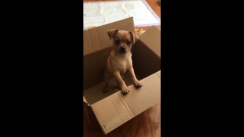 Chihuahua Puppy trying to get a bone off the bowl