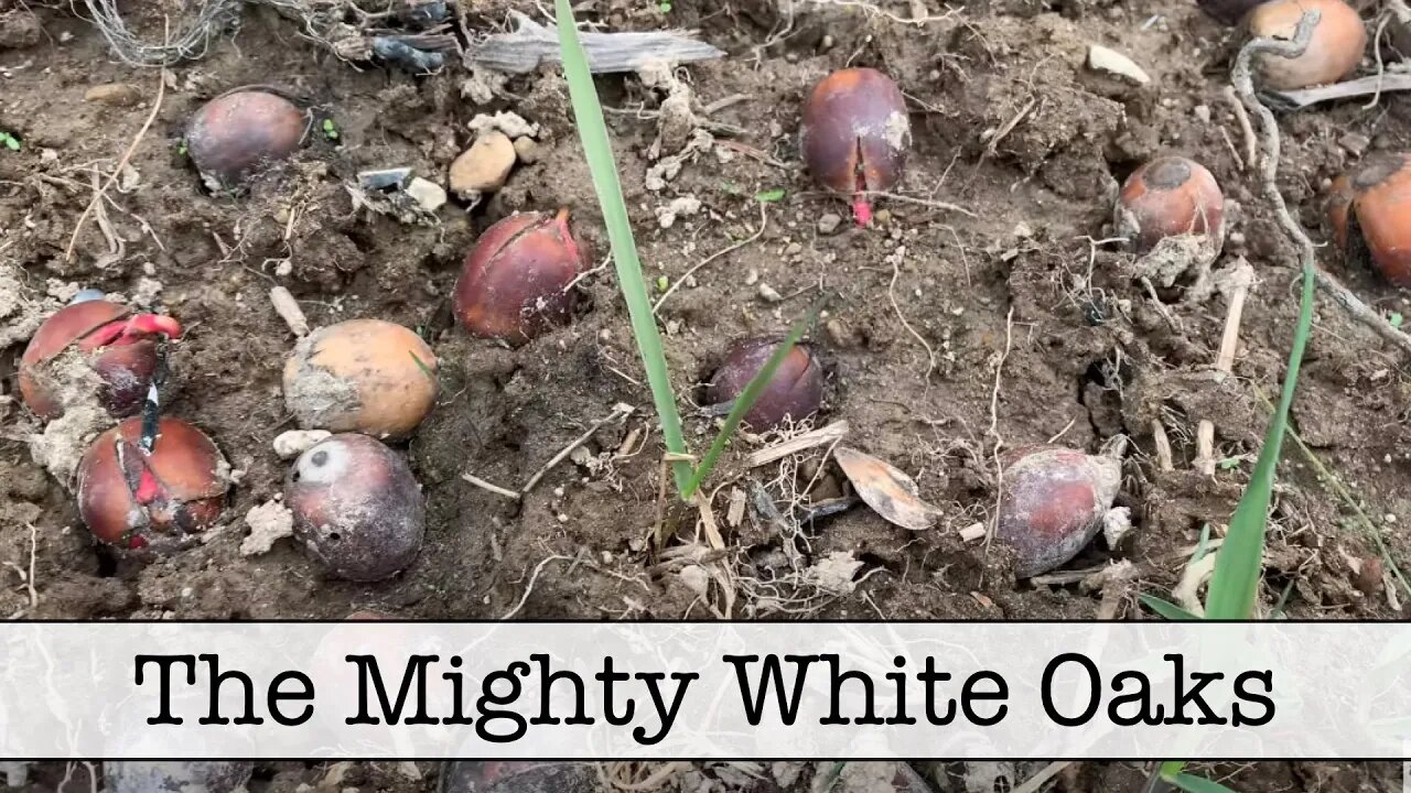 Episode 29 - White Oak Trees