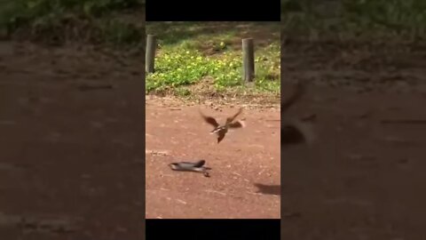 Vadivelu Mass Comedy