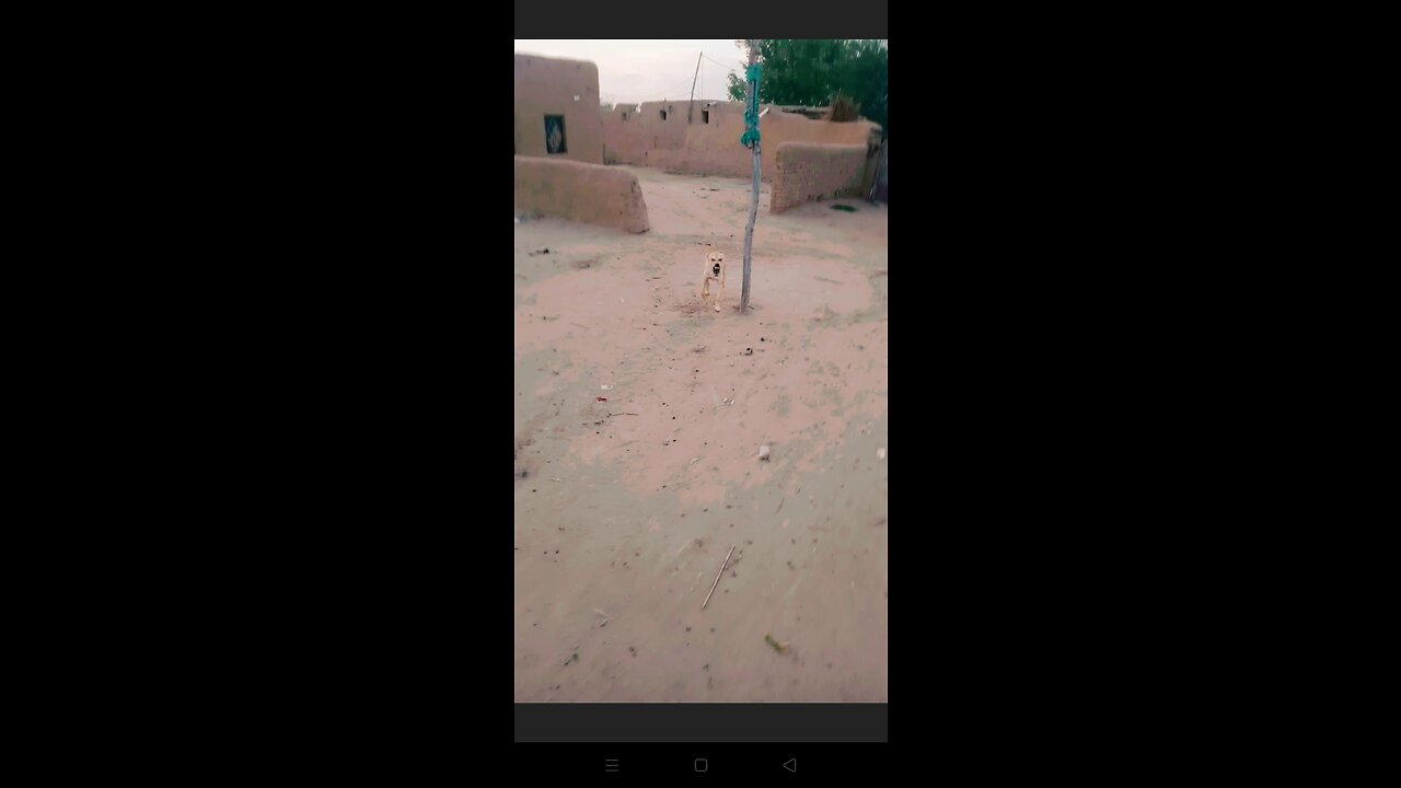 The dog was about to bite me original voice 😱😳