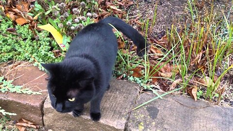 A Very Talkative Friendly Black Cat