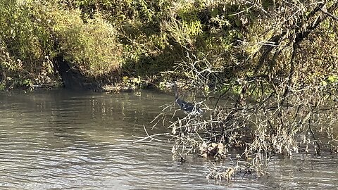 Great Blue Heron in November