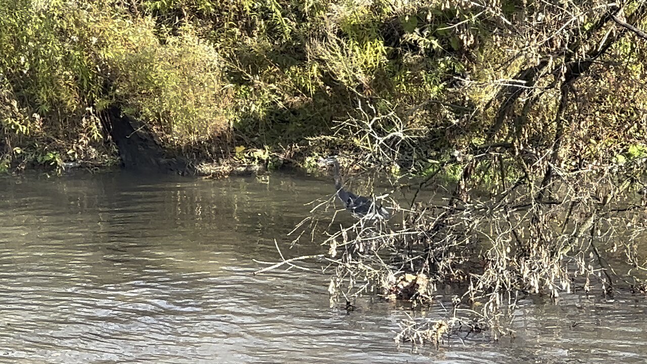 Great Blue Heron in November