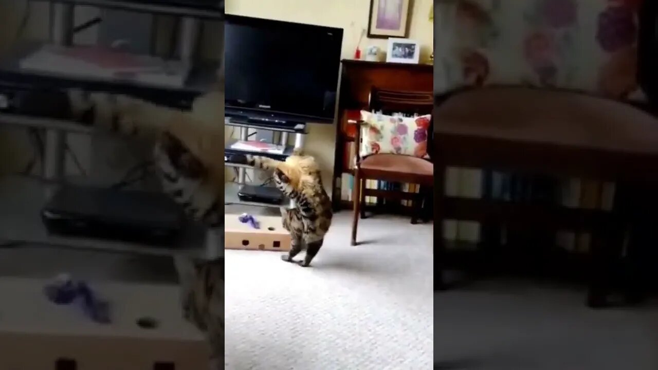 cat stand two hand #shorts