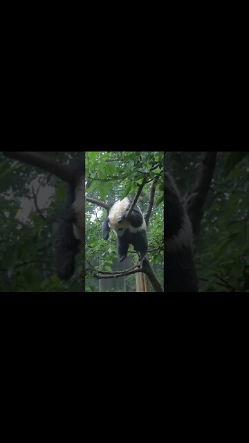 Just hanging out 🐼