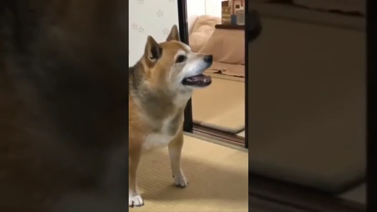Funny Dog Funny Cat Singing Dog #short