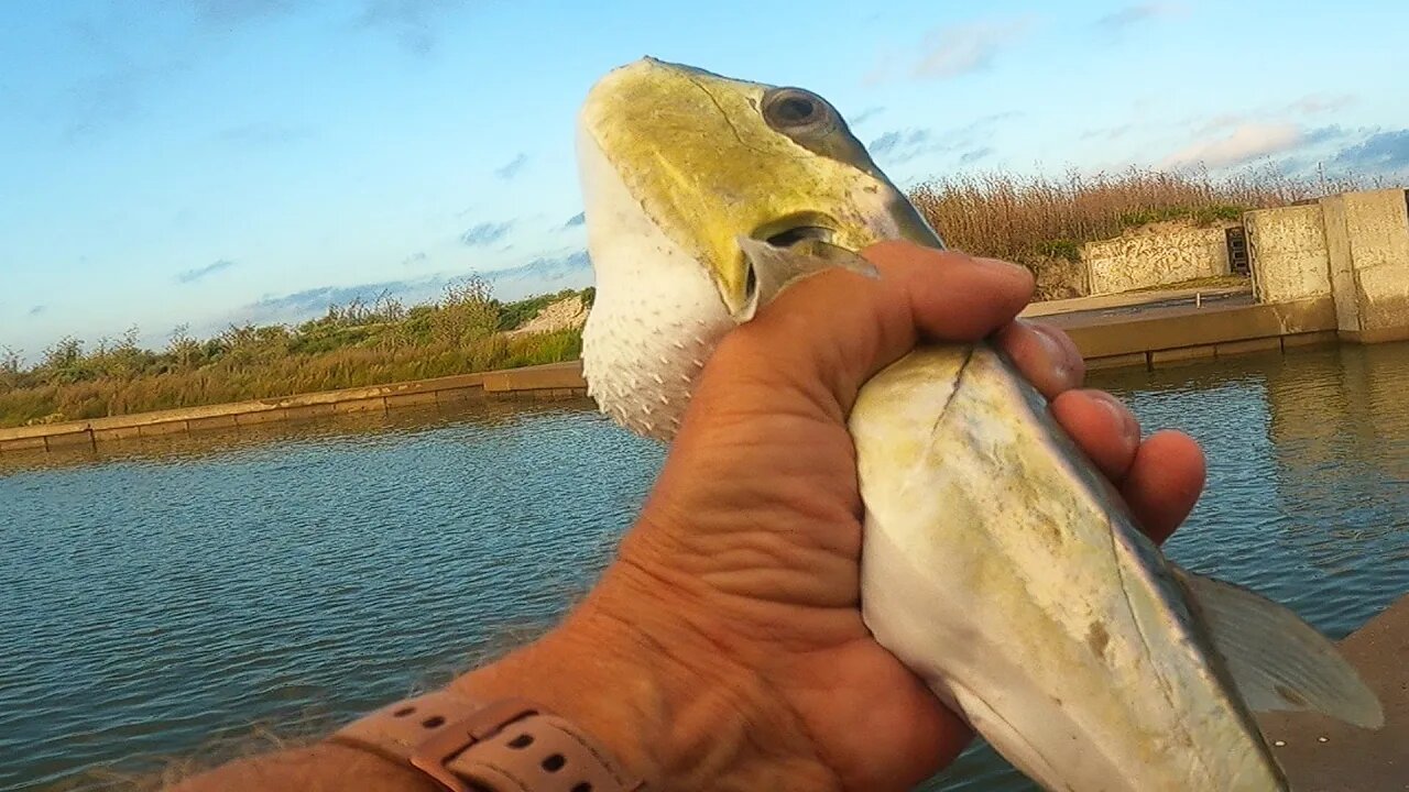 Strange creature caught near Packery Channel Corpus Christi