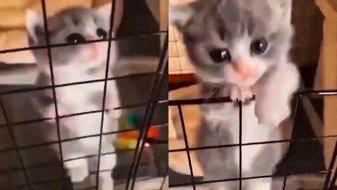 Kitten Trying to Escape Her Prison