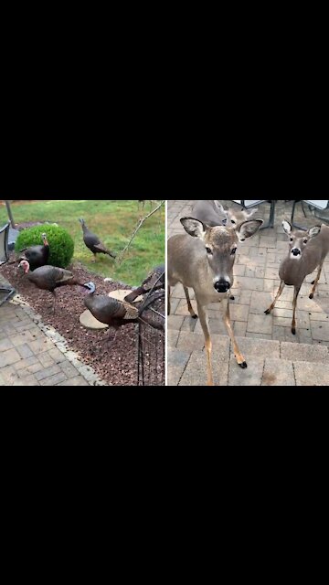 Deer and turkeys gather together in backyard for treats