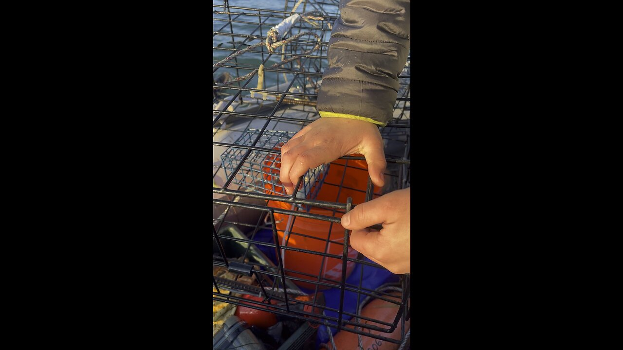 My nephews first time crabbing and we got a surprise guest