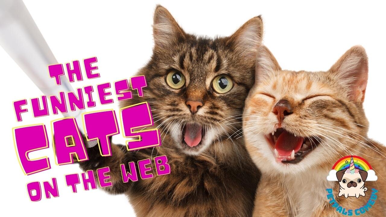 Get ready to laugh! The funniest cats on the web