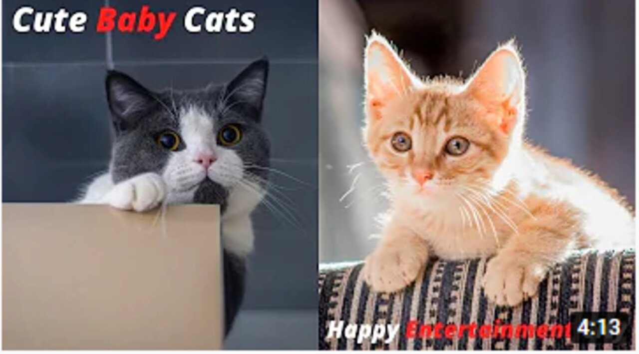 Baby Cat and Cute Cats Funny Videos Compilation | Cute Cats | Happy Entertainment City.