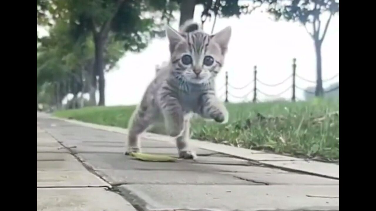 Funny Cat Video Compilation