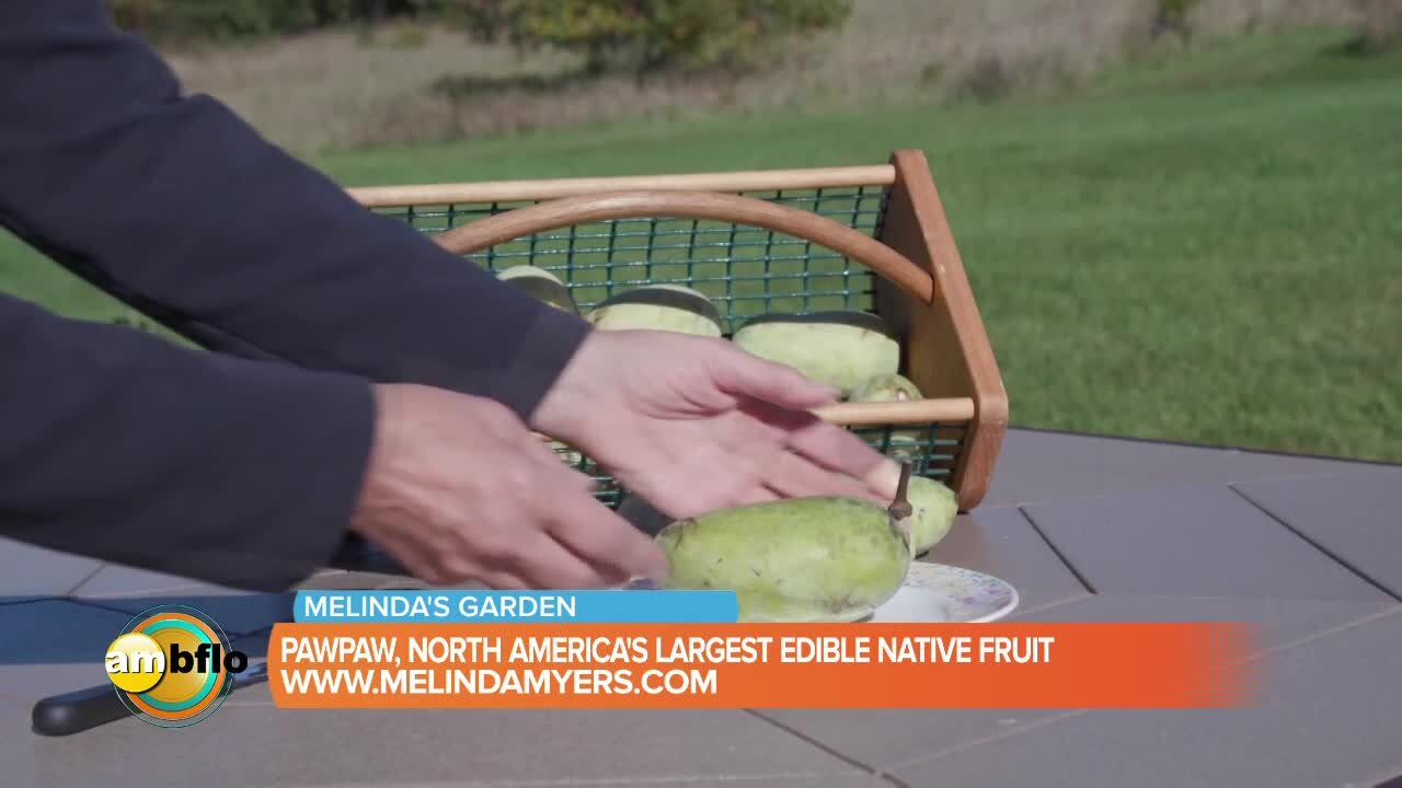 Melinda’s Garden Moment – PawPaw, North America’s largest edible native fruit