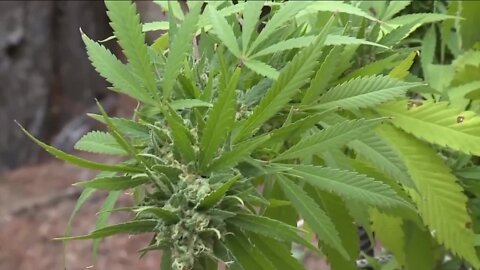 Denver launches new Cannabis Cares program for cannabis business owners