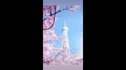 White Castle with Sakura blossoms