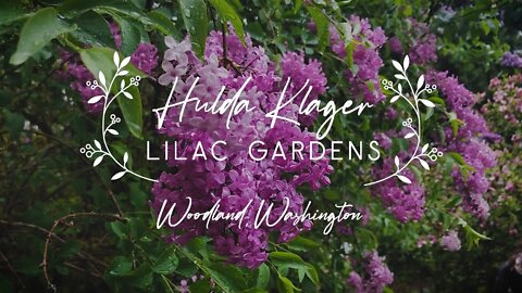 A visit to Hulda Klager Lilac Gardens in Woodland, Washington