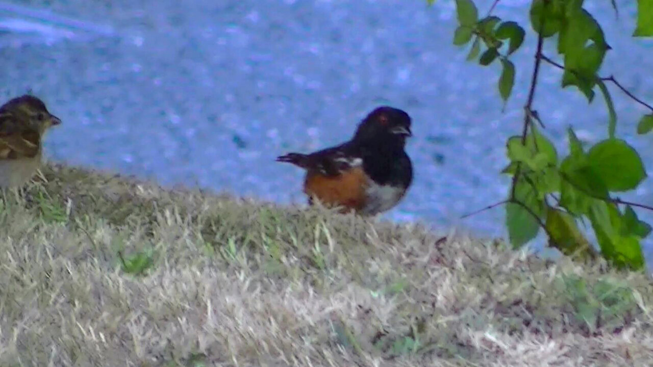 IECV NV #702 - 👀 Female House Sparrow Decides To Chase Off A Spotted Towhee 🐦7-23-2018