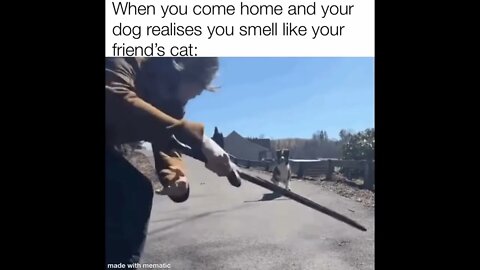 Dog's Got Some Moves