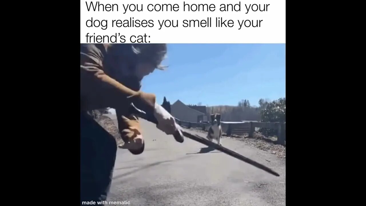 Dog's Got Some Moves
